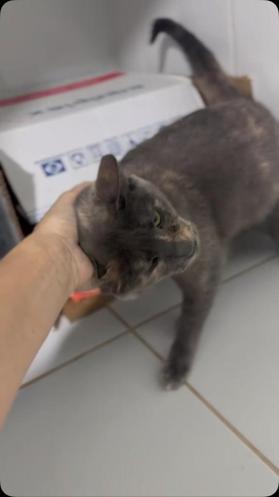 Lua, gata de porte médio para adoção em Santos - SP