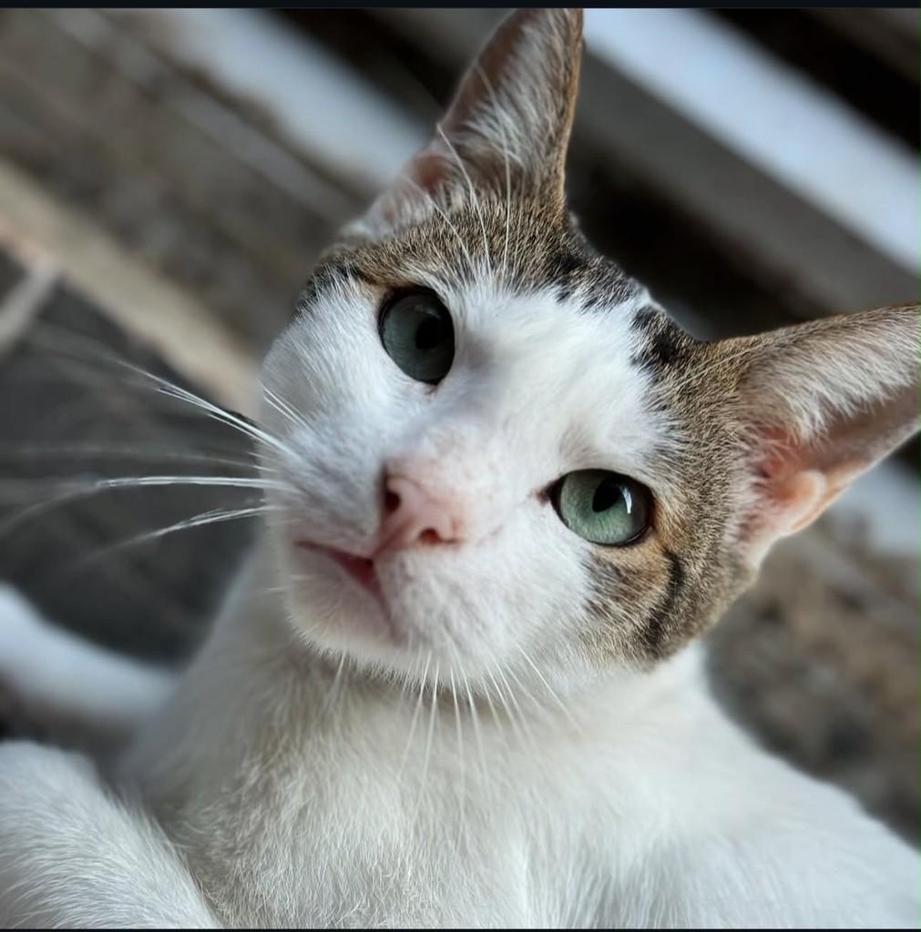 Bernardo, gato de porte médio para adoção em Guarujá - SP