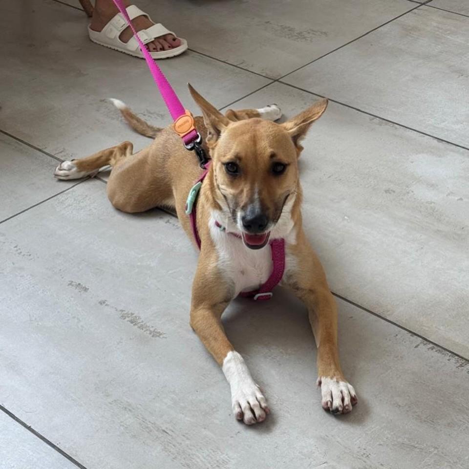 Chica, cachorro de porte pequeno para adoção em Santos - SP