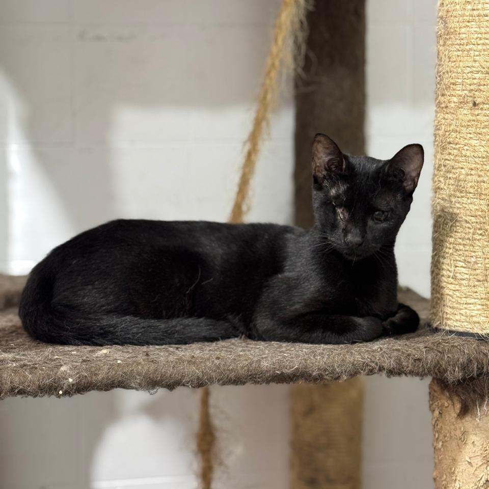 Dudinha, gata de porte pequeno para adoção em Santos - SP