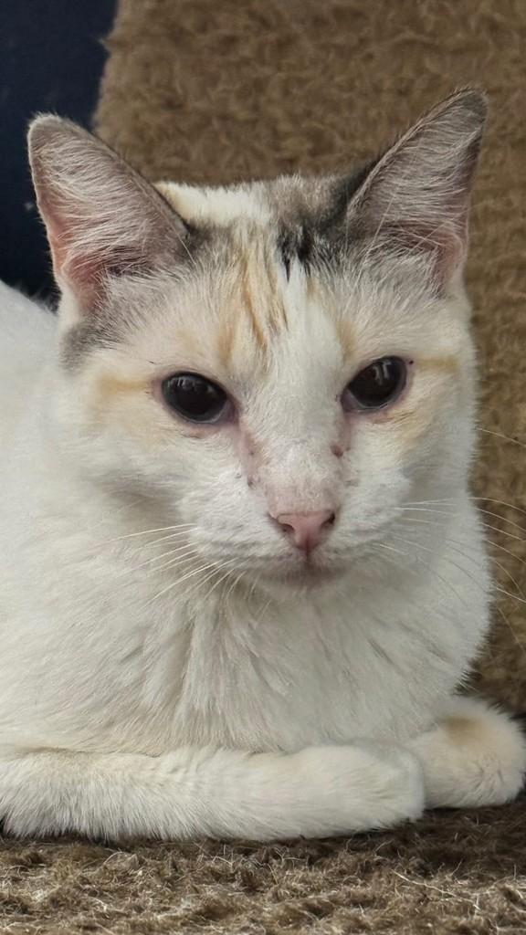 Barbie, gata de porte pequeno para adoção em Santos - SP