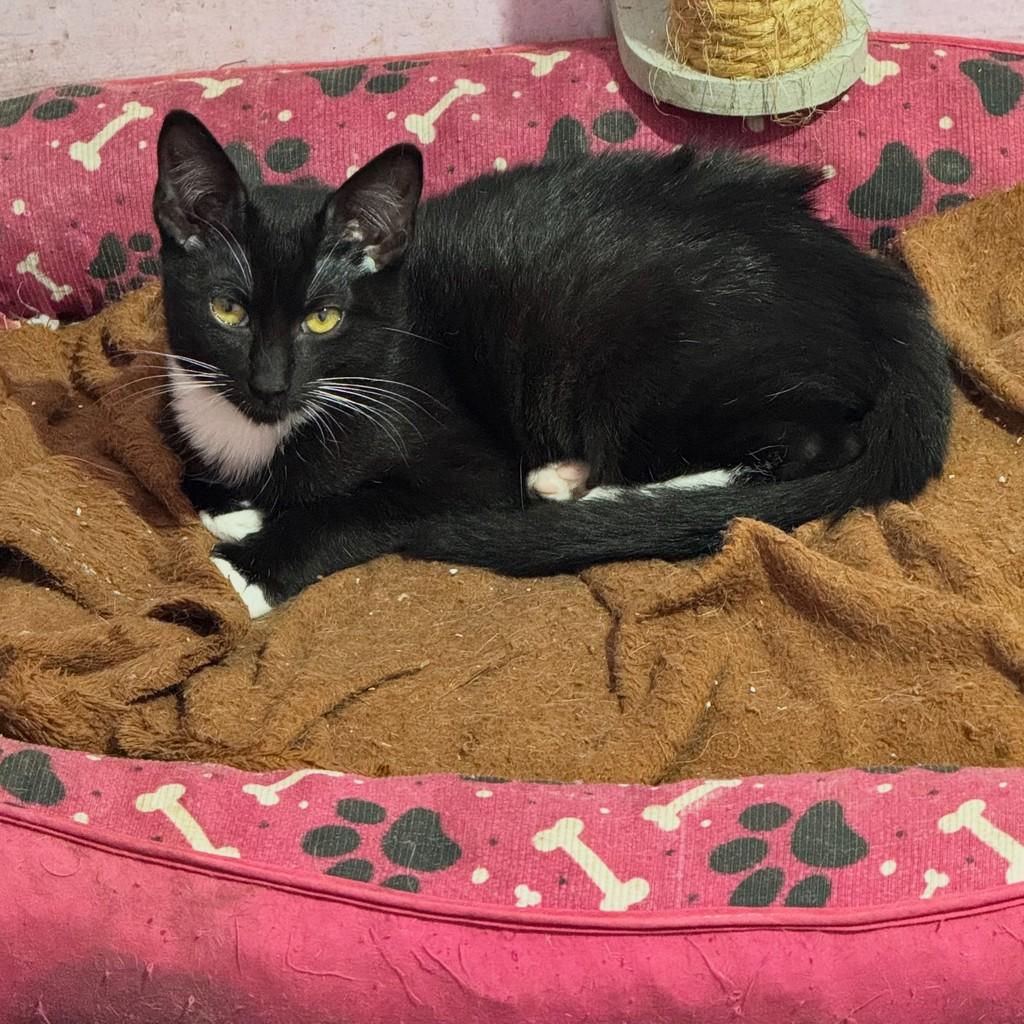 Bebezinha, gata de porte pequeno para adoção em Santos - SP