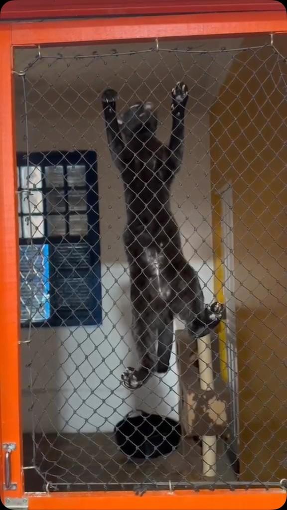 Batman, gato de porte médio para adoção em Santos - SP