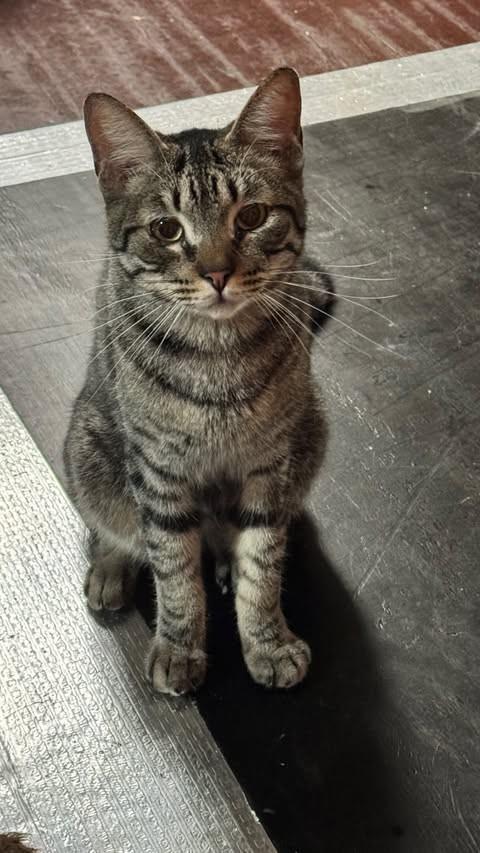 Augusto, gato de porte pequeno para adoção em Santos - SP