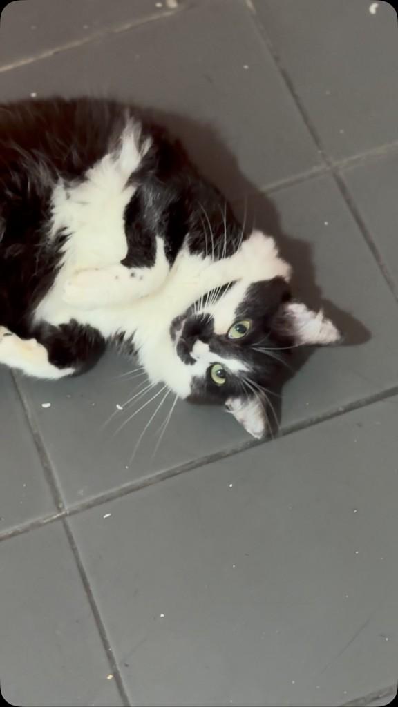 Pinga, gata de porte pequeno para adoção em Santos - SP