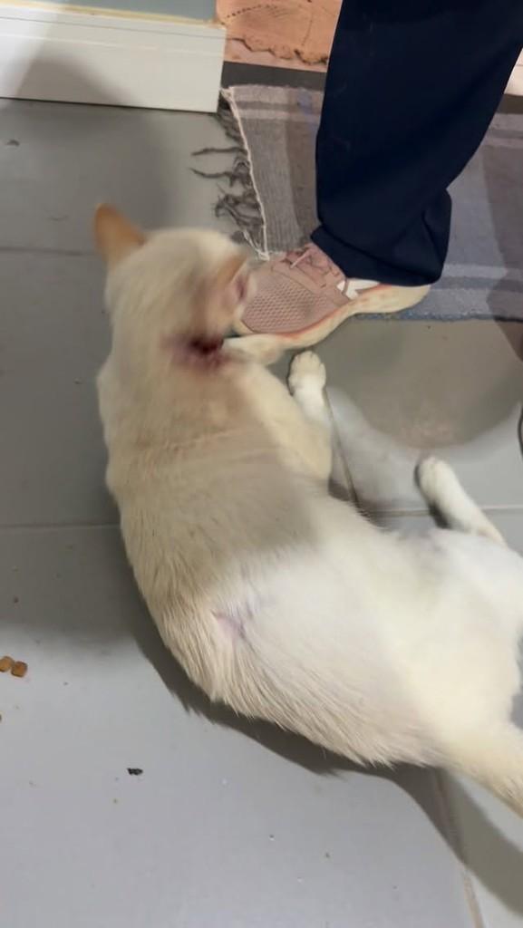 Zeca, cachorro de porte médio para adoção em Naviraí - MS