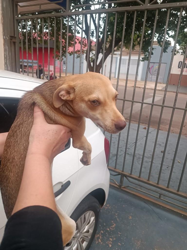 Cachorrinha, cadela de porte pequeno para adoção em Naviraí - MS
