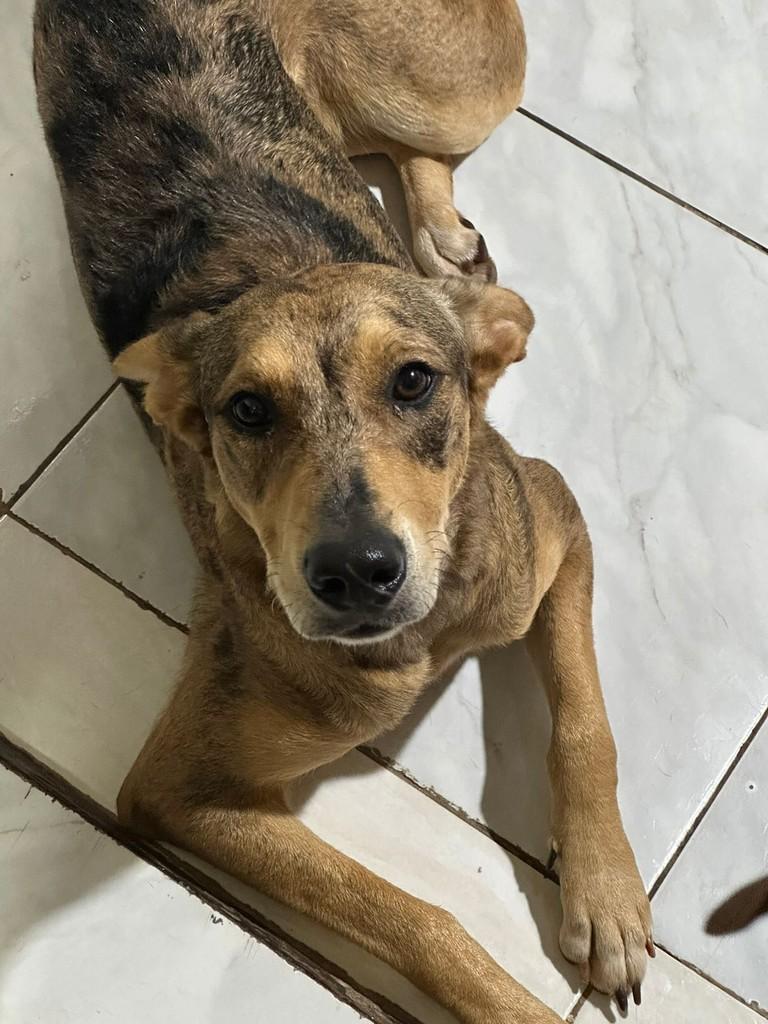 Akira, cachorro de porte grande para adoção em Naviraí - MS