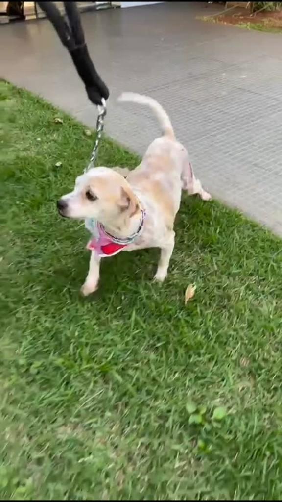 Hope, cadela de porte pequeno para adoção em Naviraí - MS