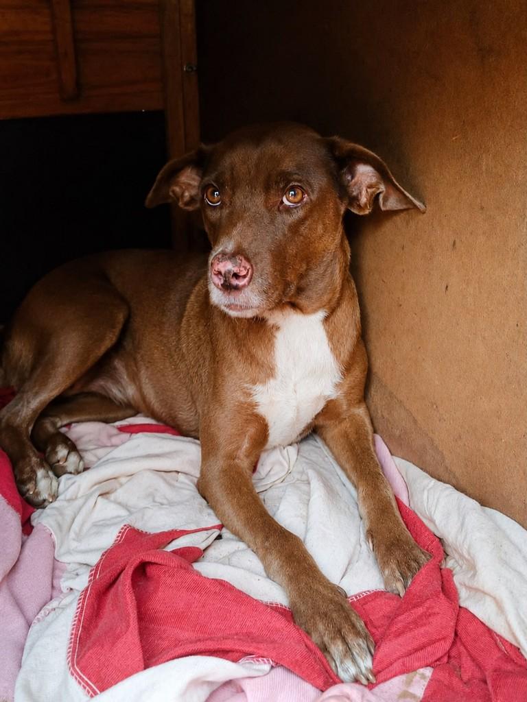 Mel, cadela de porte médio para adoção em Naviraí - MS