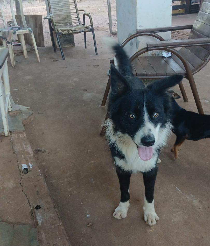 Bonitão, cachorro de porte médio para adoção em Naviraí - MS