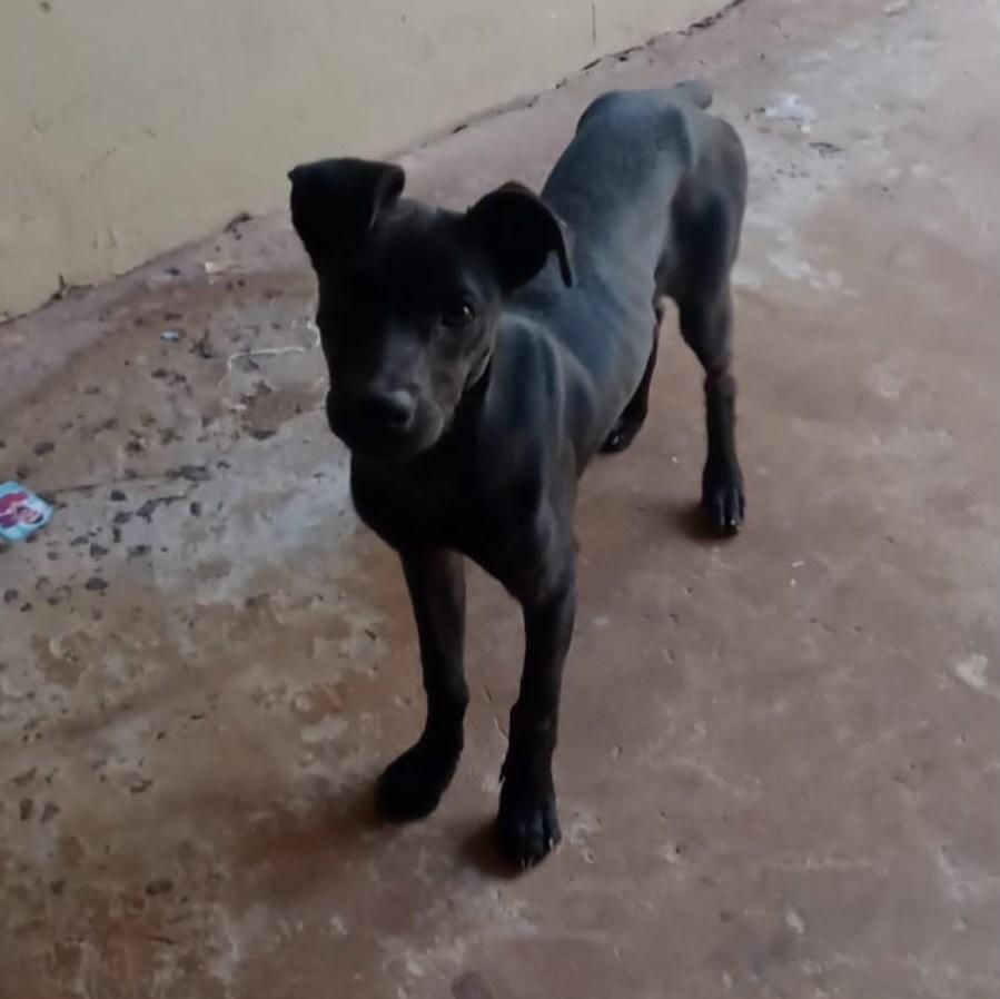 Filhotona, cadela de porte médio para adoção em Naviraí - MS