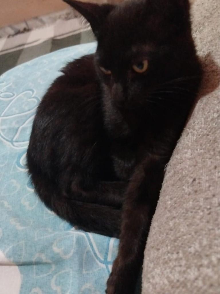 Menininha, gata de porte pequeno para adoção em Naviraí - MS