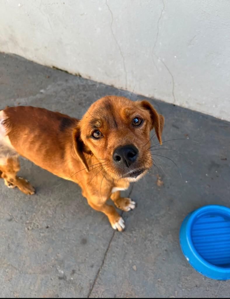 Charlie, cachorro de porte médio para adoção em Naviraí - MS