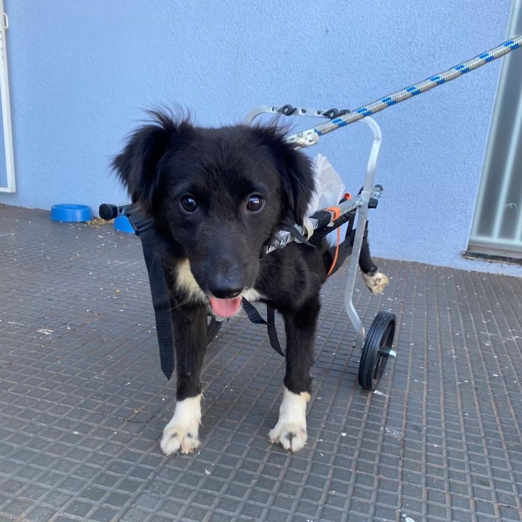 Cleitinho, cachorro de porte pequeno para adoção em Naviraí - MS