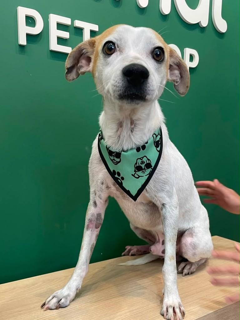 Bob, cachorro de porte pequeno para adoção em Naviraí - MS