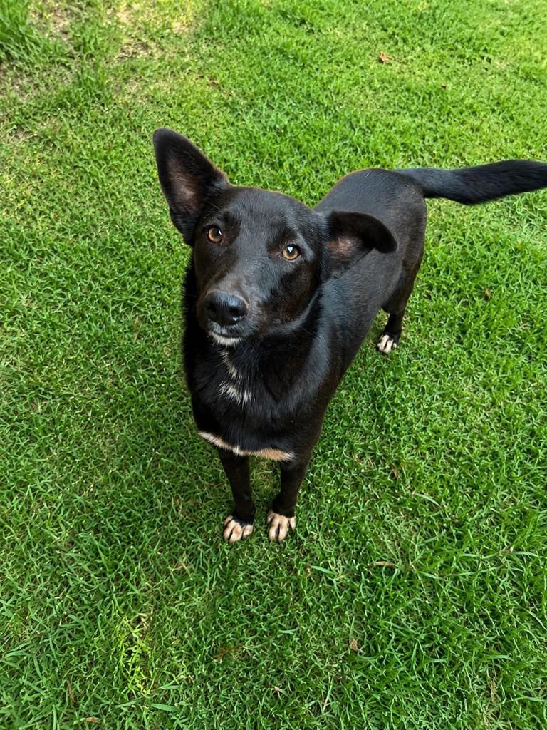 Raposinha, cachorro de porte pequeno para adoção em Naviraí - MS