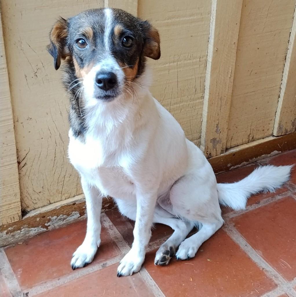 Melissa, cadela de porte pequeno para adoção em Naviraí - MS