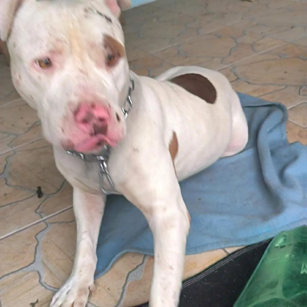 Grandão, cachorro de porte grande para adoção em Timbó - SC