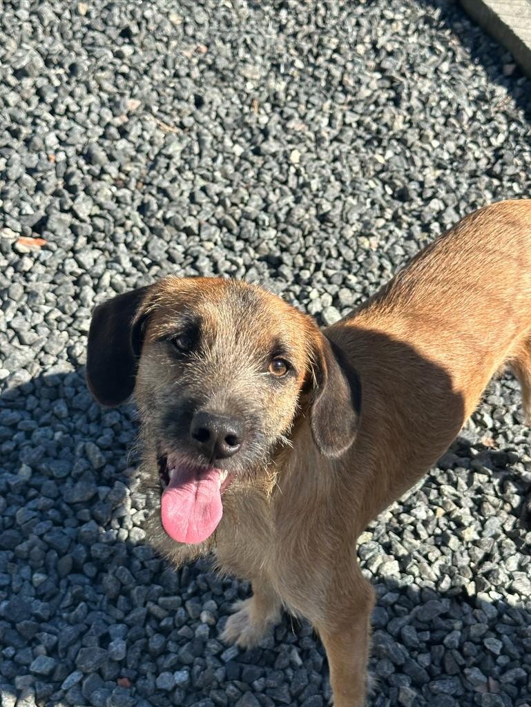 Fiapinho, cachorro de porte pequeno para adoção em Timbó - SC