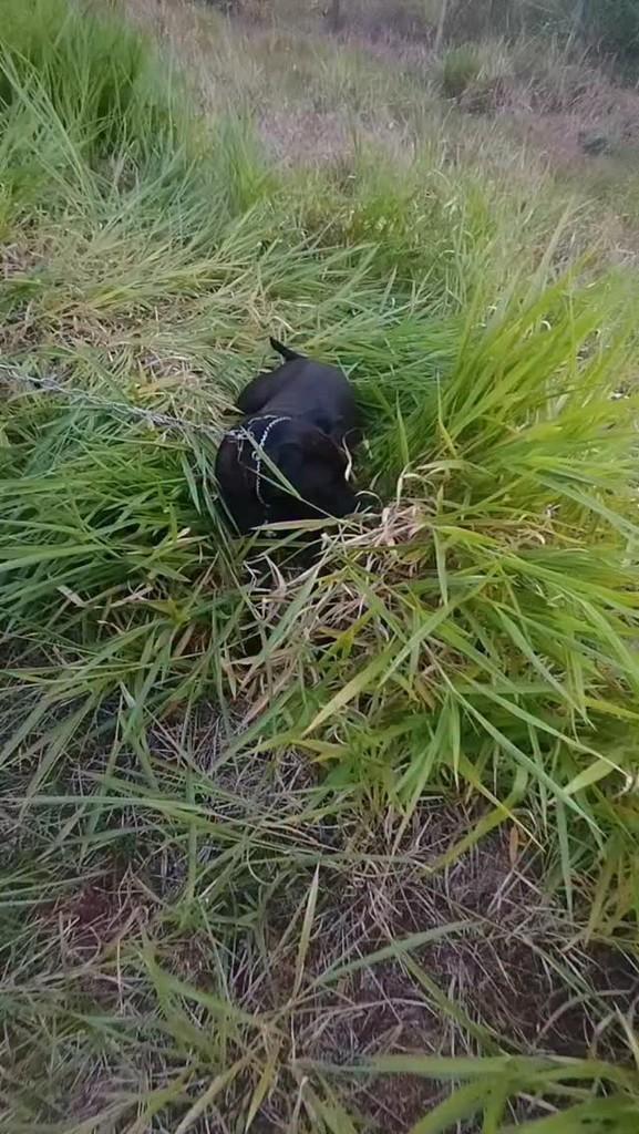 Buddy, cachorro de porte médio para adoção em Timbó - SC
