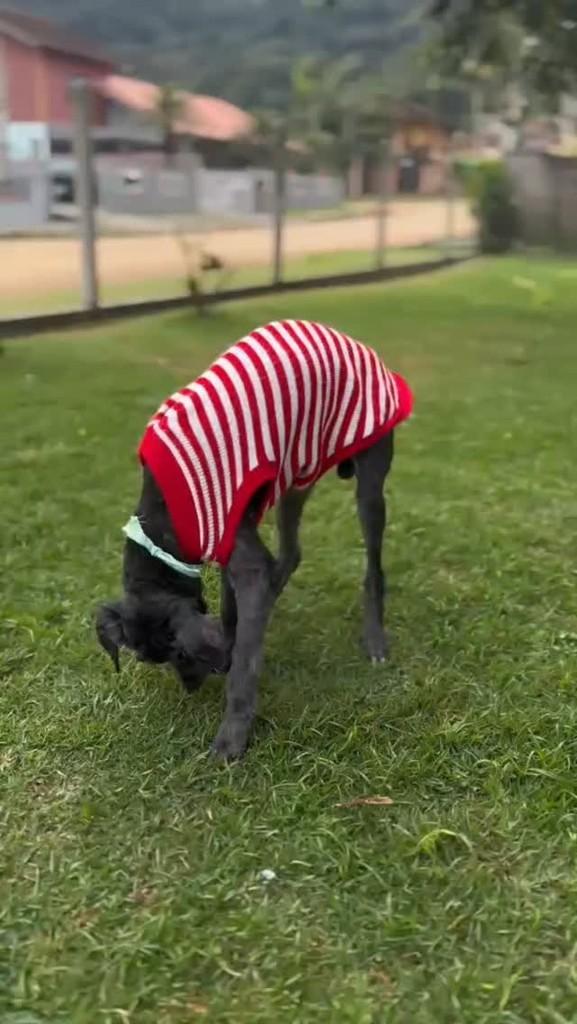 Valente, cachorro de porte médio para adoção em Timbó - SC