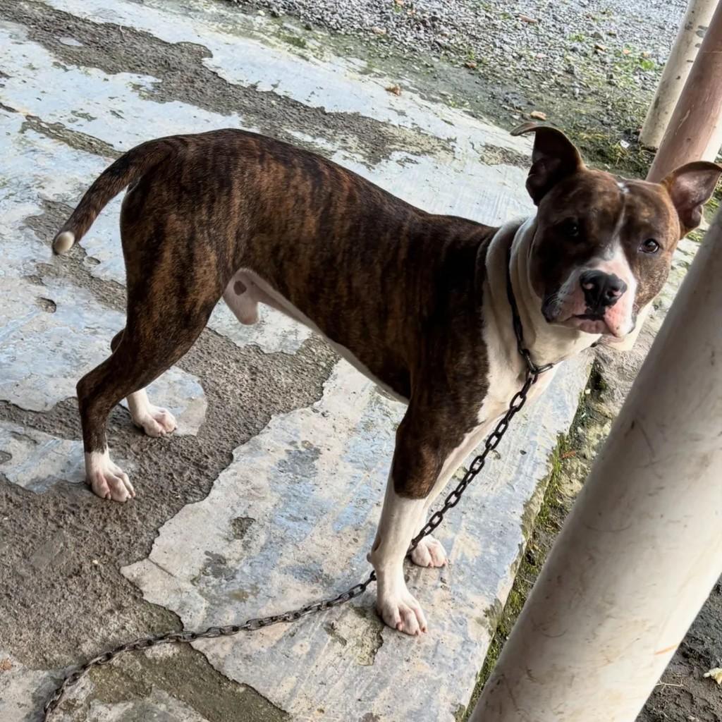 Doguinho, cachorro de porte médio para adoção em Timbó - SC
