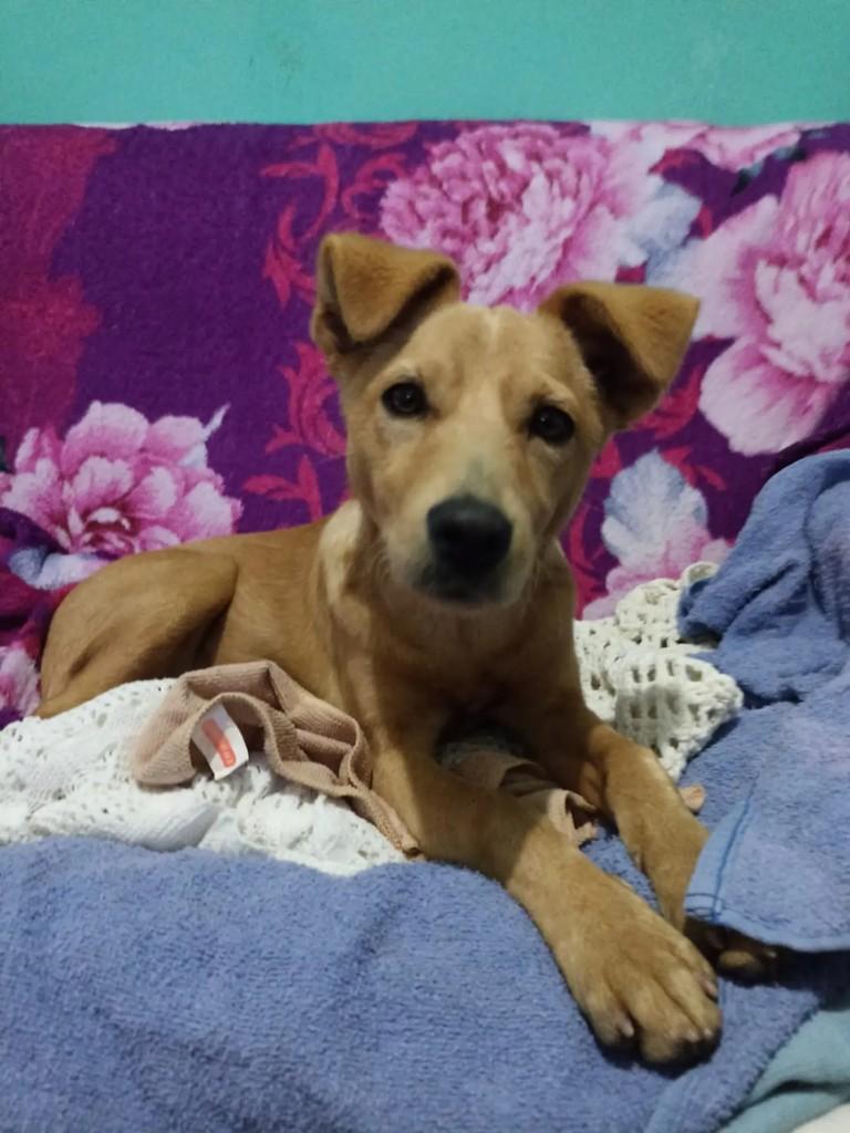 Filhotona, cadela de porte pequeno para adoção em Blumenau - SC