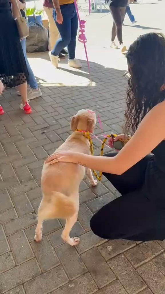 Mel, cachorro de porte pequeno para adoção em Timbó - SC