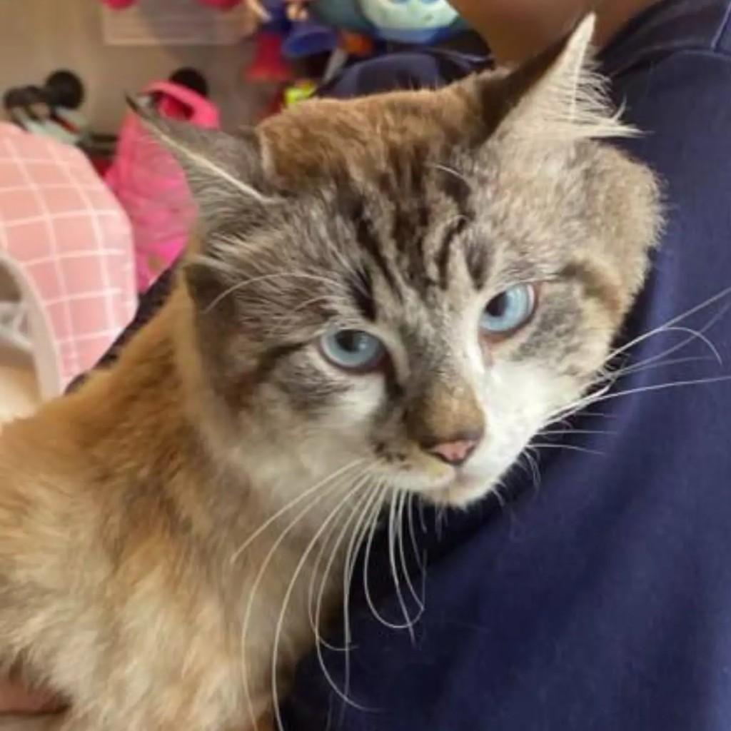 Gatão, gato de porte médio para adoção em Timbó - SC