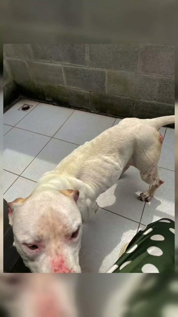 Nick, cadela de porte pequeno para adoção em Timbó - SC