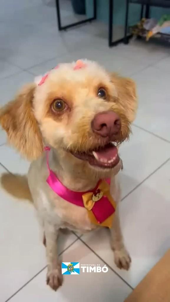 Ela, cachorro de porte pequeno para adoção em Timbó - SC