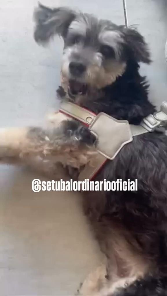 Charlote(Chachá), cadela de porte pequeno para adoção em Recife - PE