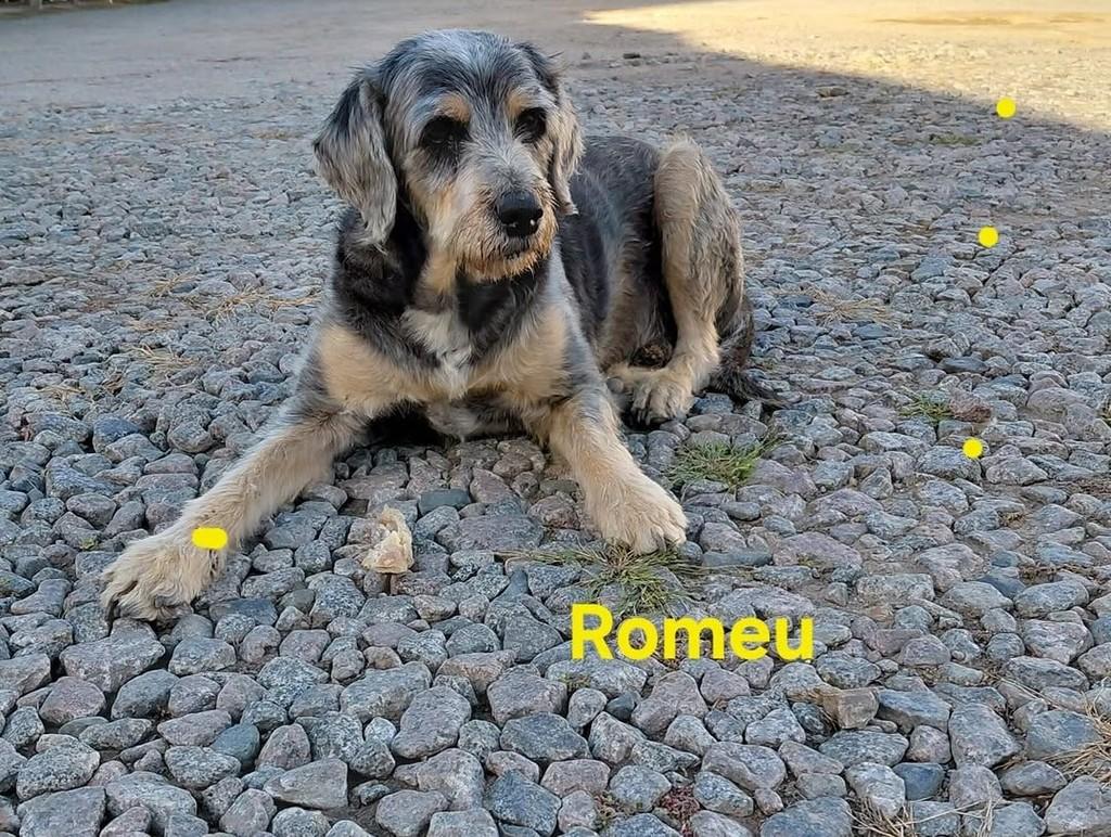 Romeu, cachorro de porte médio para adoção em Tubarão - SC
