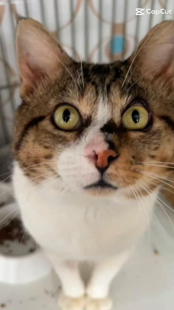 Albert, gato de porte médio para adoção em São Paulo - SP