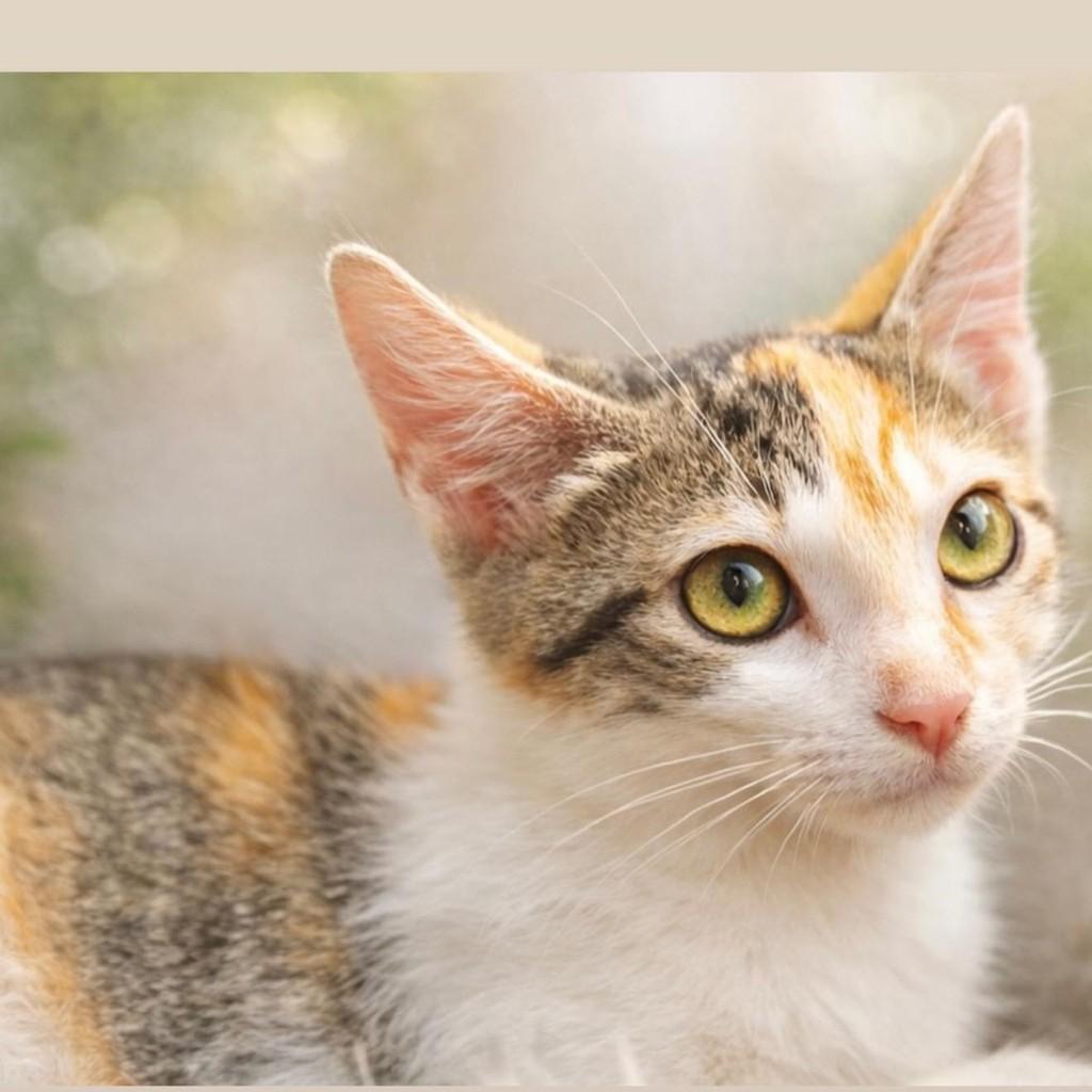 Vivi, gata de porte pequeno para adoção em Santos - SP