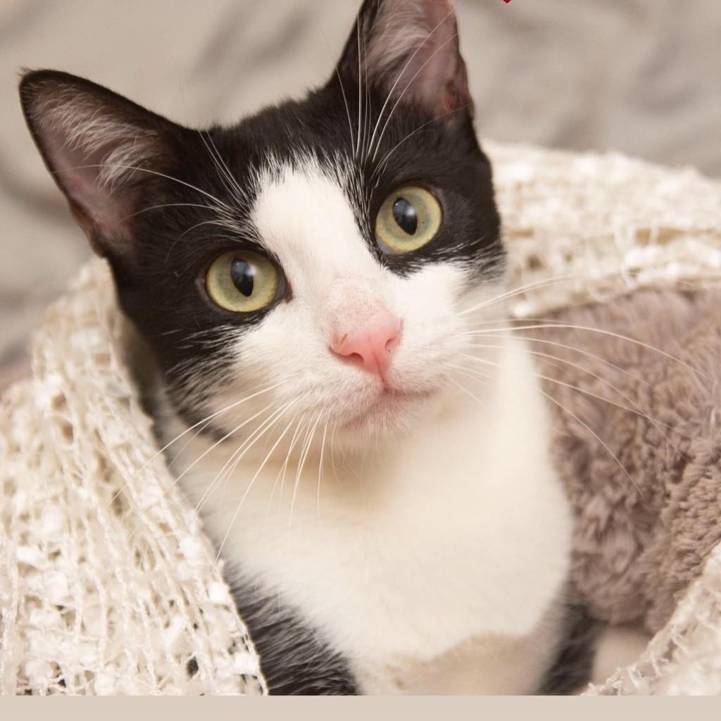 Brianna, gato para adoção em Santos - SP