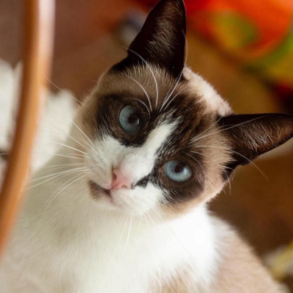 Genevieve, gato para adoção em Santos - SP