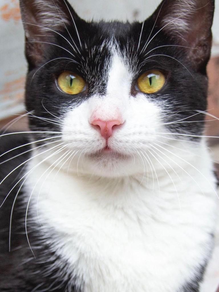 Túlio, gato para adoção em Santos - SP