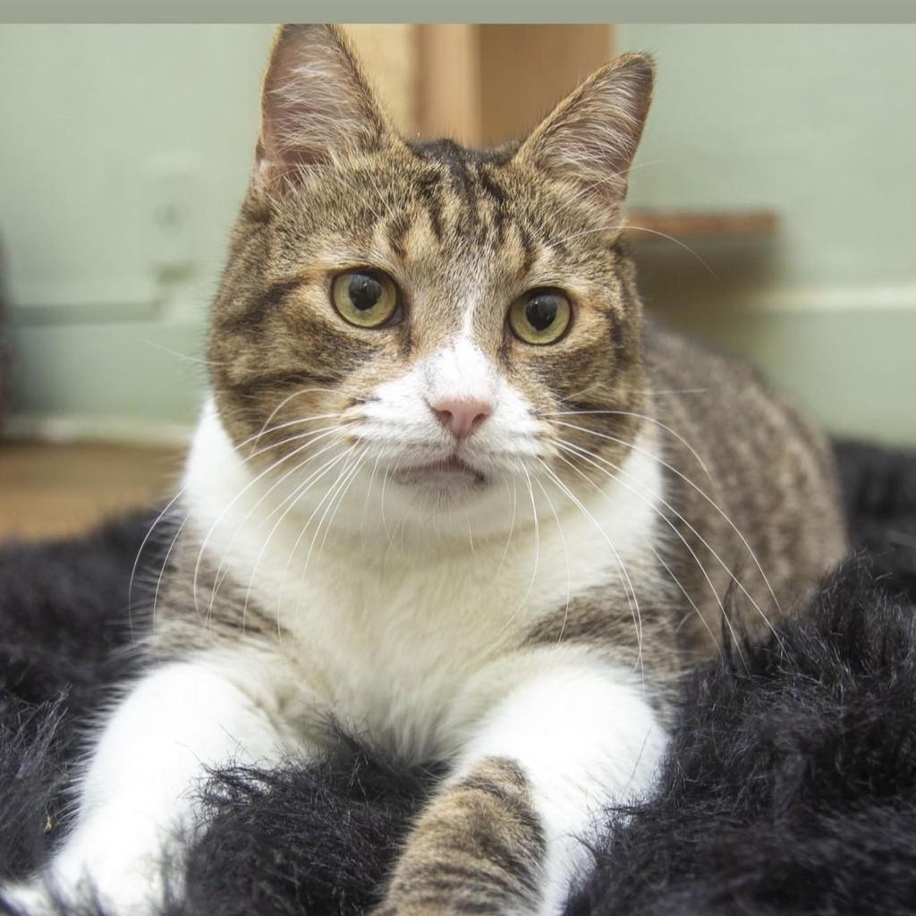 Mario Roberto, gato para adoção em Santos - SP