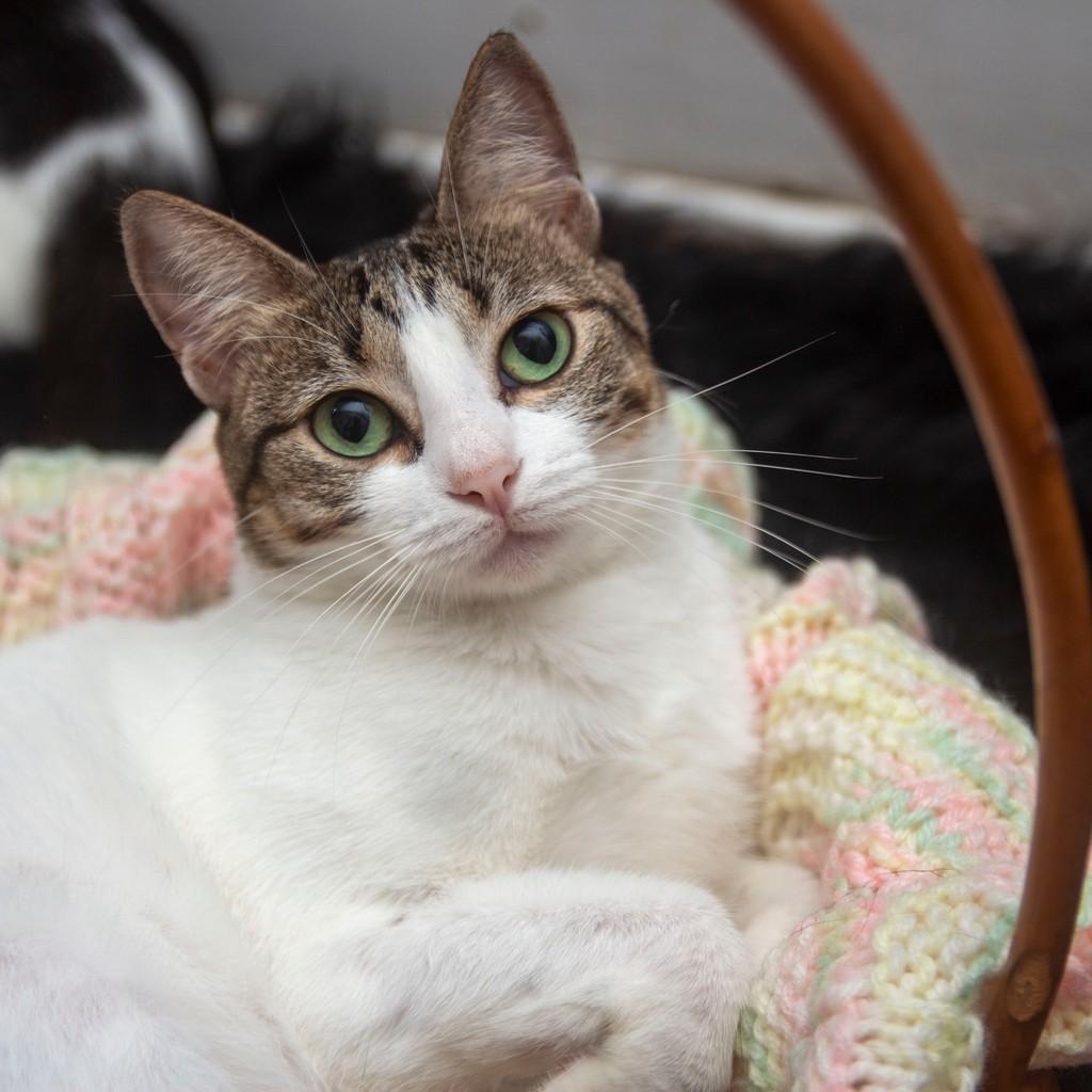 Rubi, gata de porte médio para adoção em Santos - SP