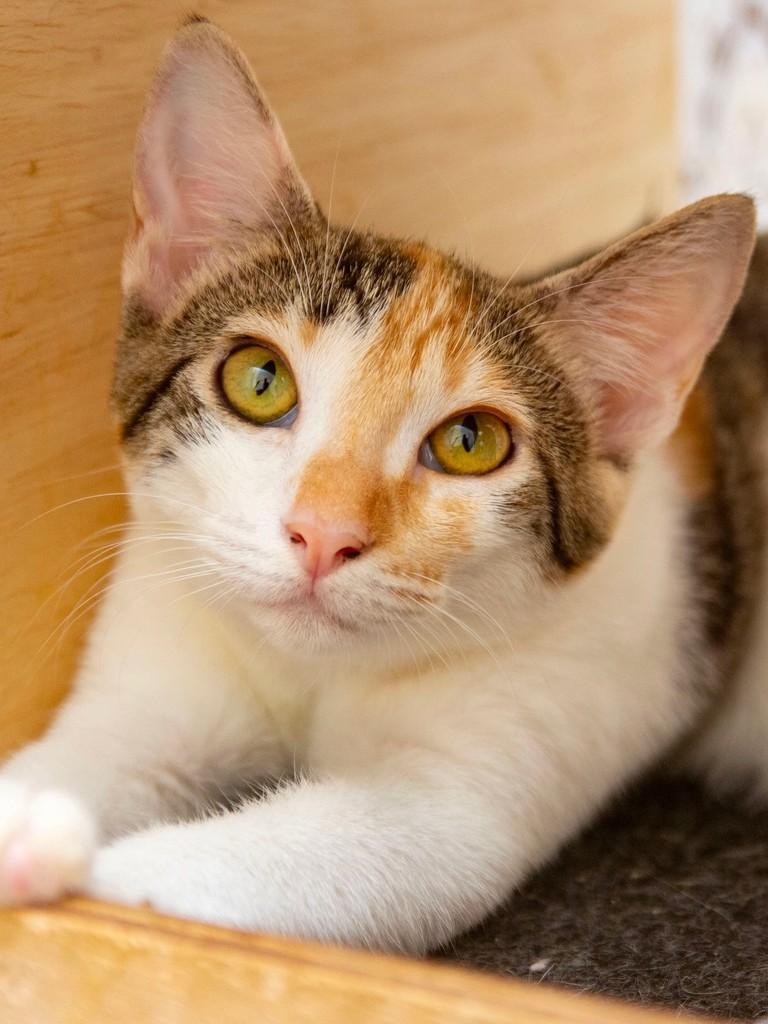Lilica, gato para adoção em Santos - SP