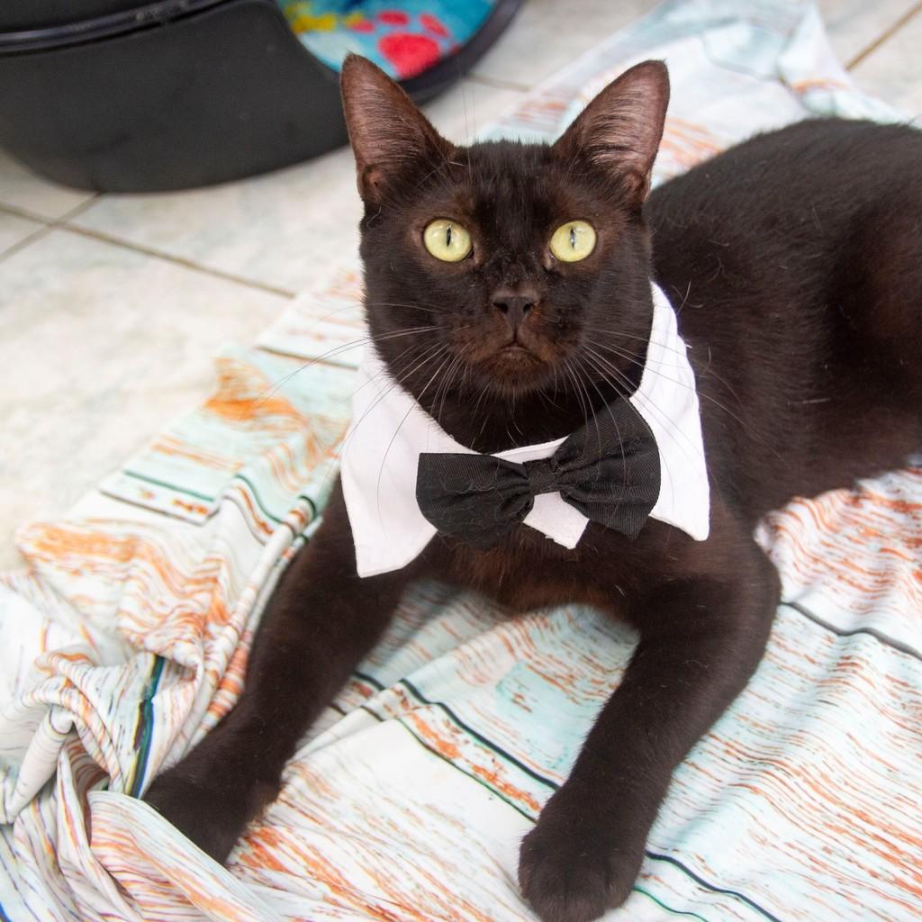 Victor, gato para adoção em Santos - SP
