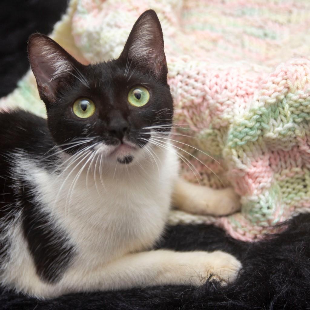 Angelina, gato para adoção em Santos - SP