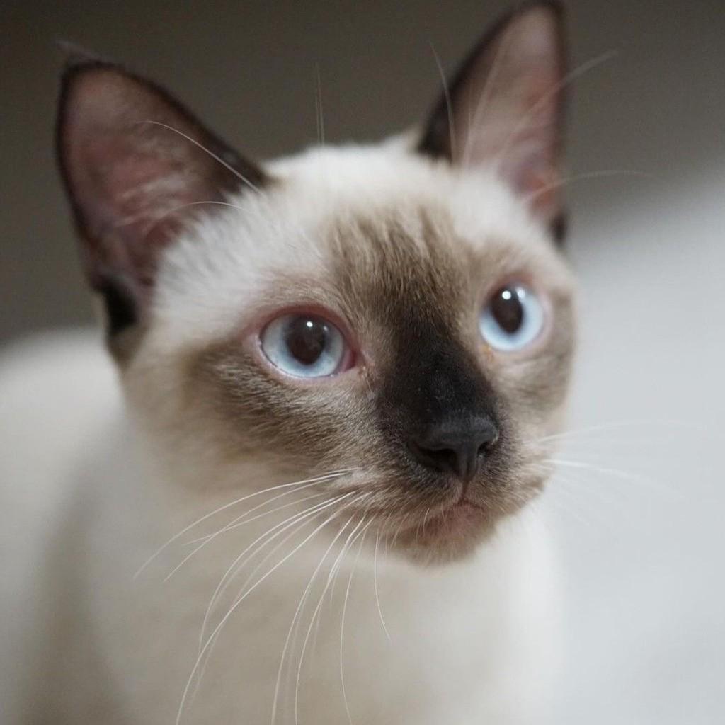 Juan, gato de porte médio para adoção em Santos - SP