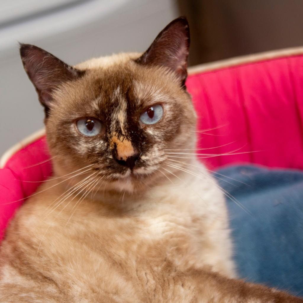 Greta, gato para adoção em Santos - SP