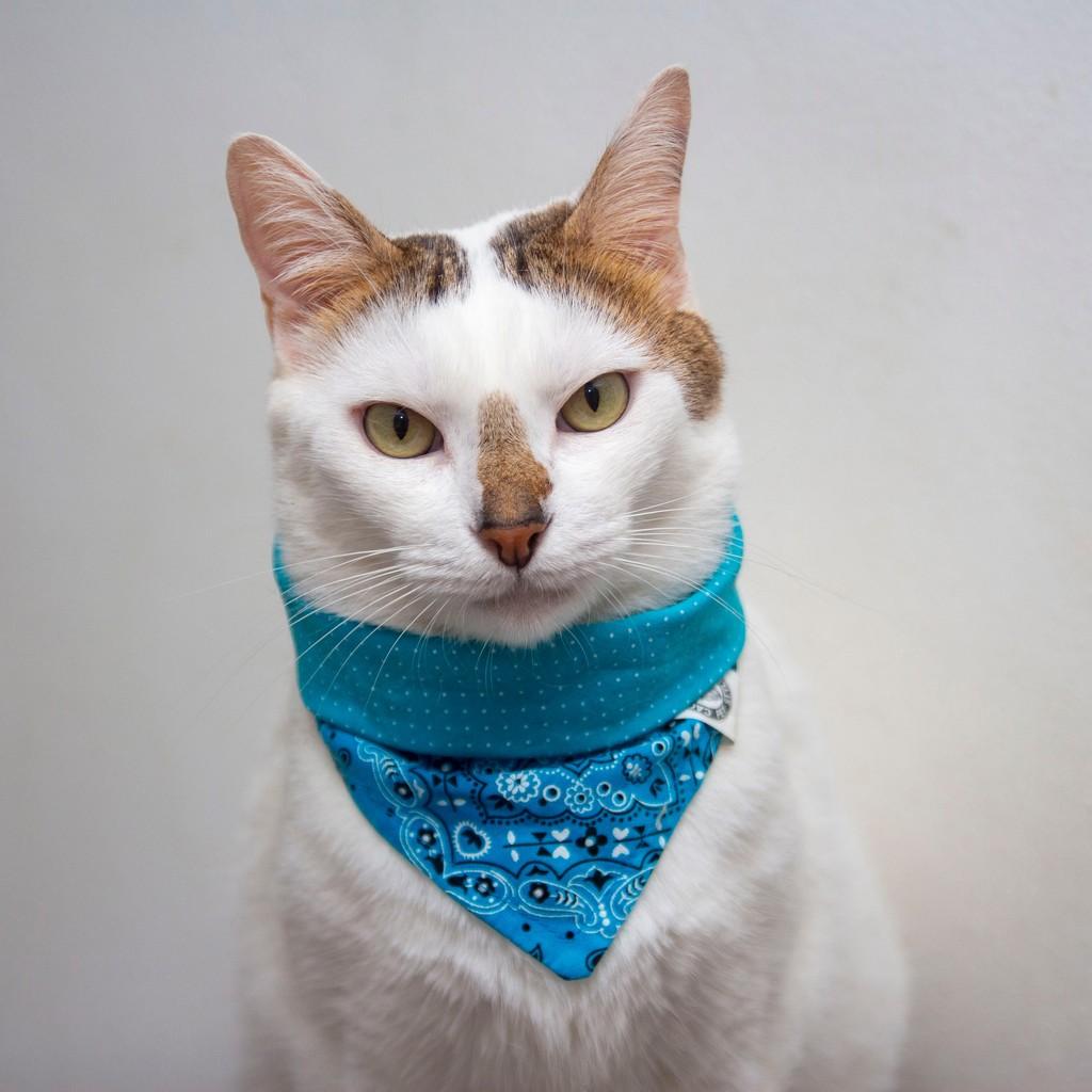 Romeu, gato de porte pequeno para adoção em Santos - SP