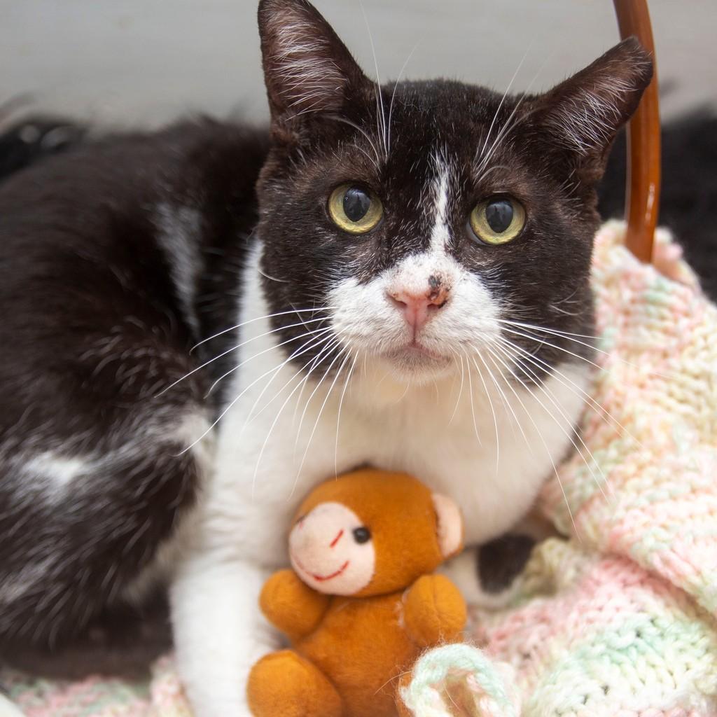 Pedro, gato para adoção em Santos - SP