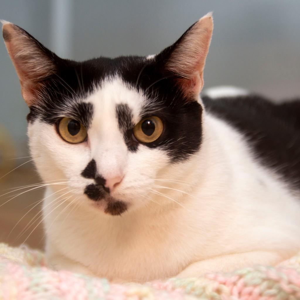 Carol, gata para adoção em Santos - SP