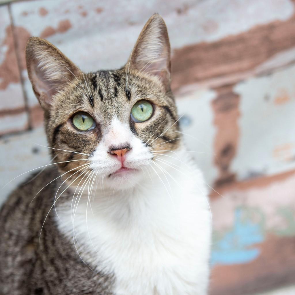 Nino, gato de porte médio para adoção em Santos - SP